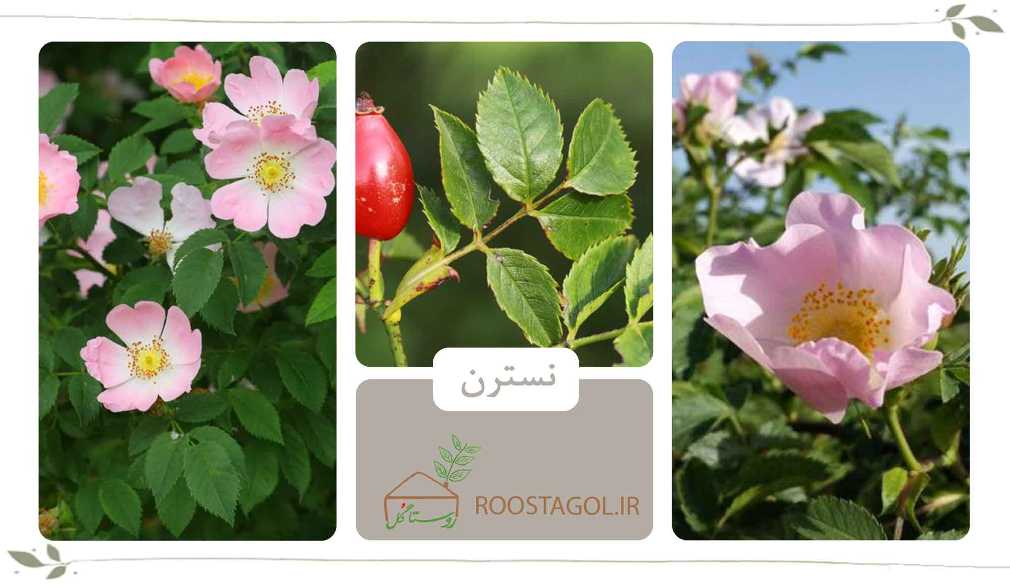 نسترن