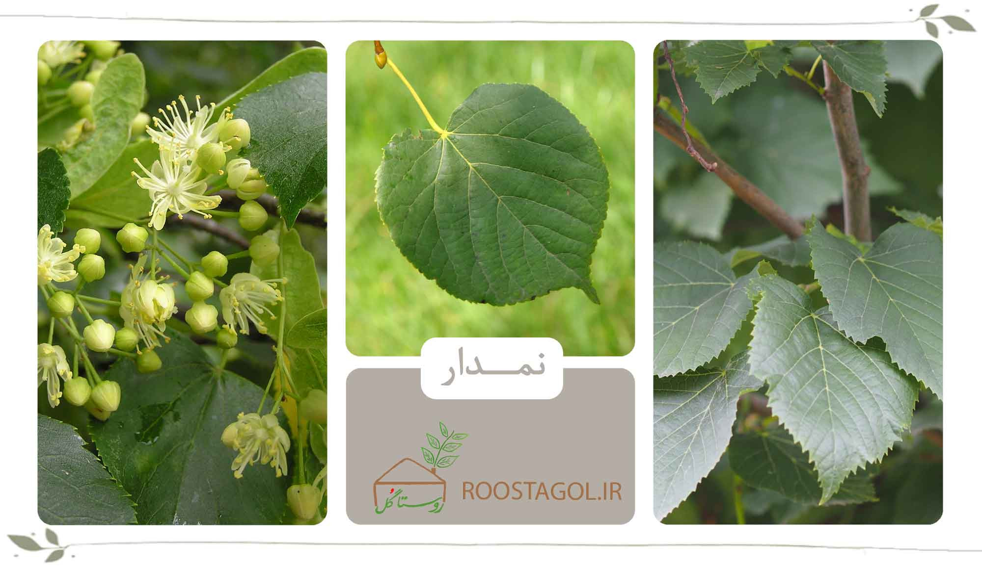 نمدار
