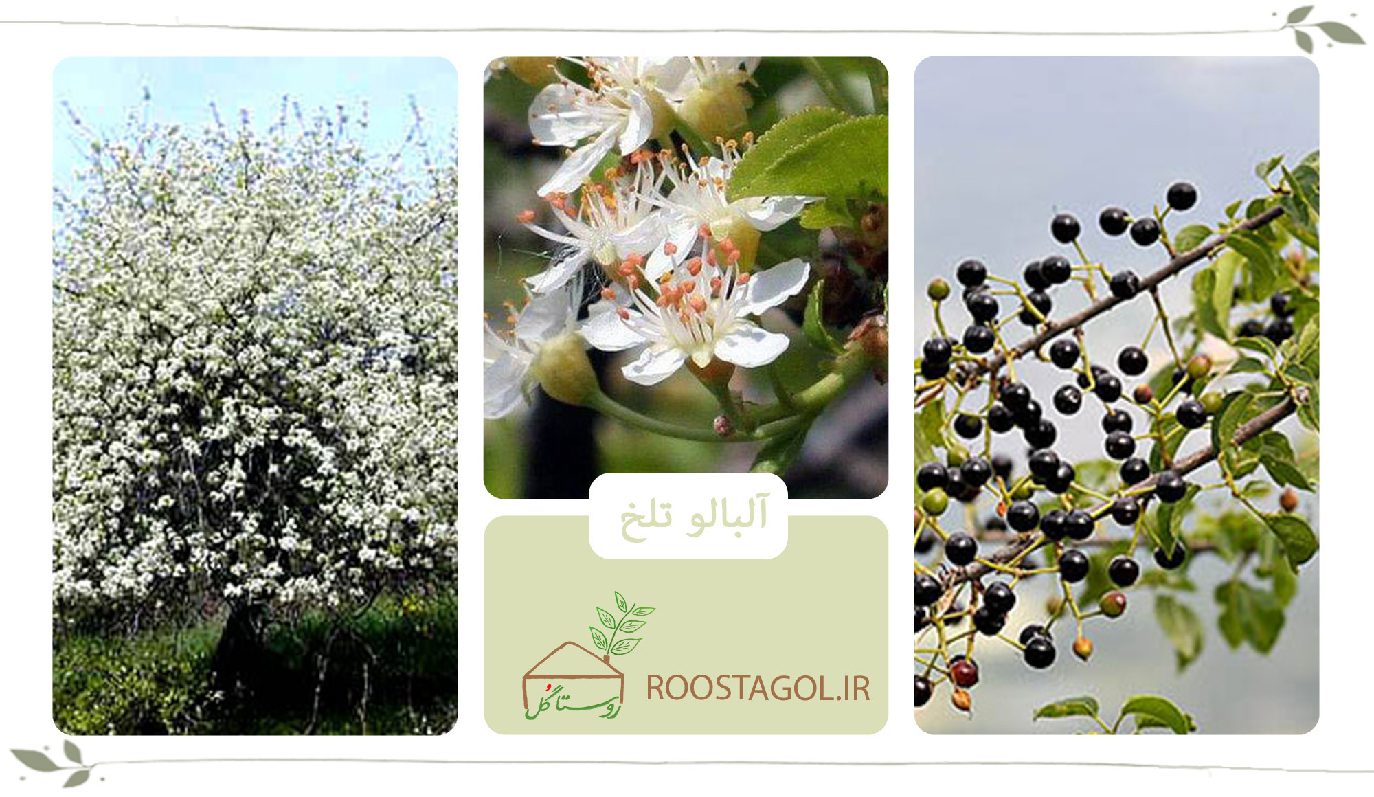 درخت آلبالو تلخ