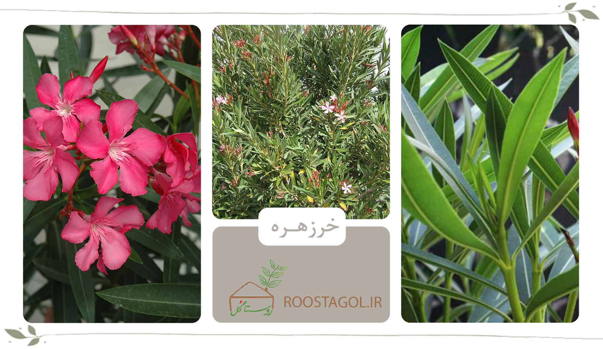 خرزهره