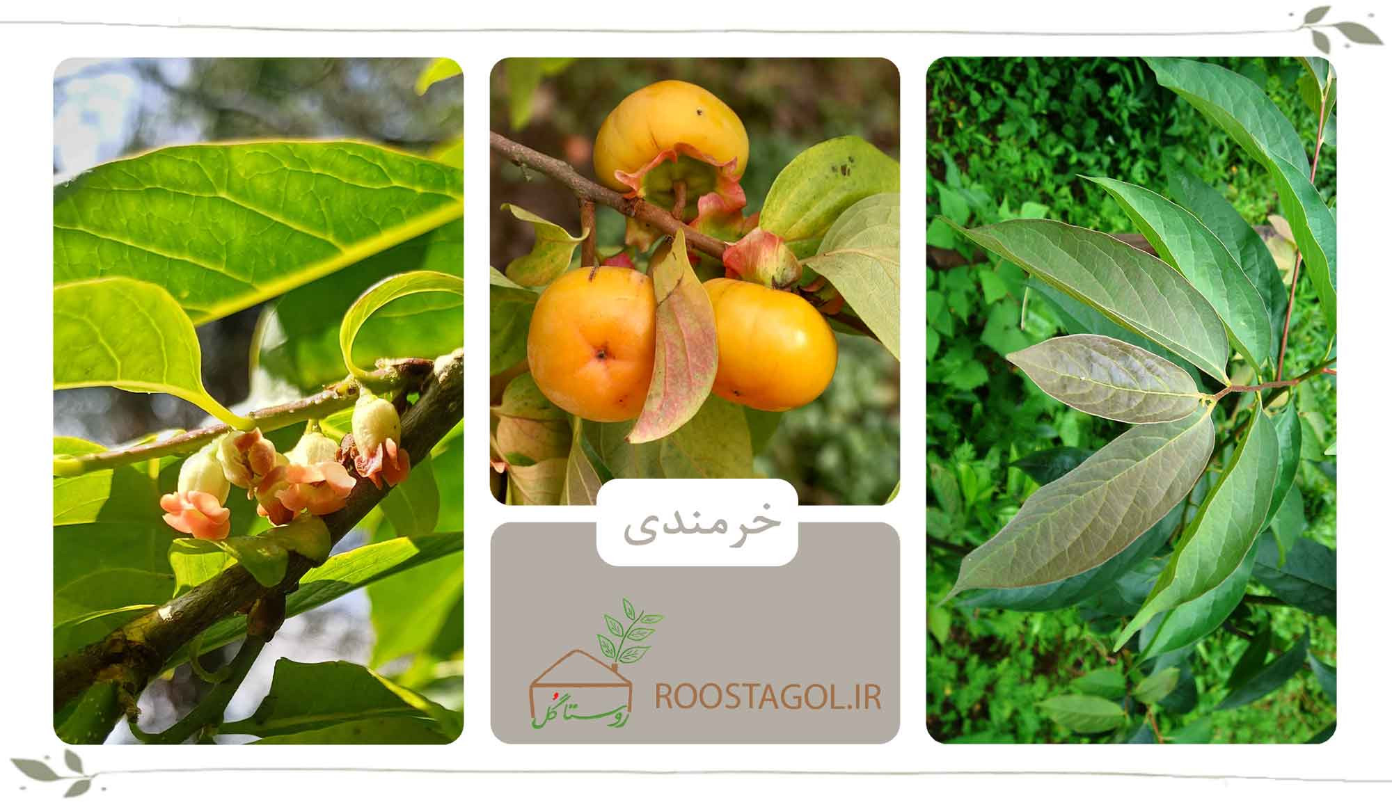 خرمندی