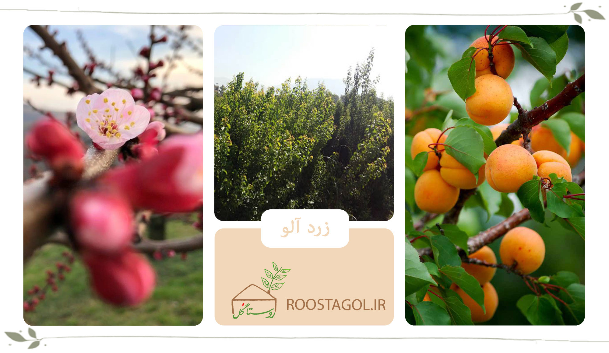 درخت زردآلو