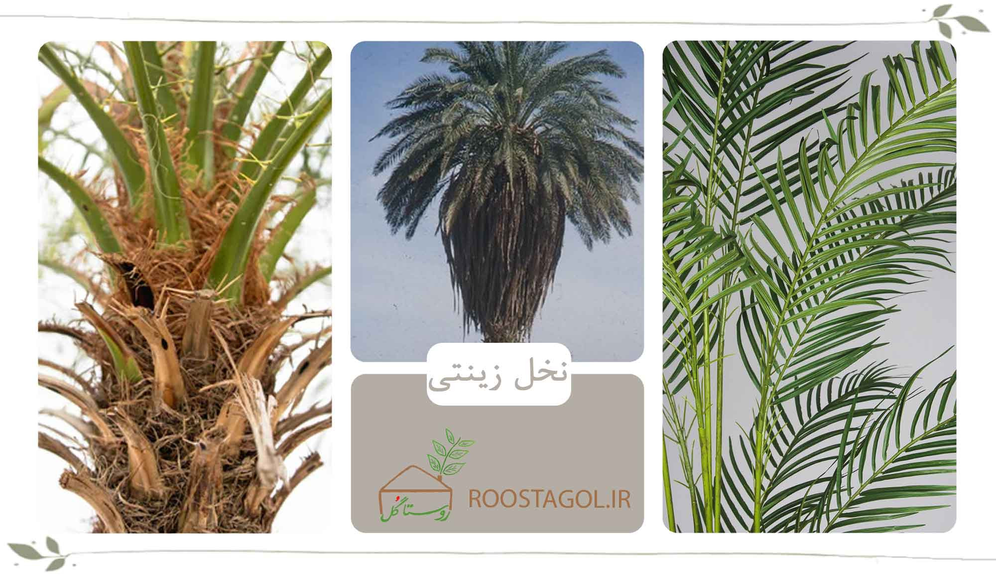 نخل زینتی