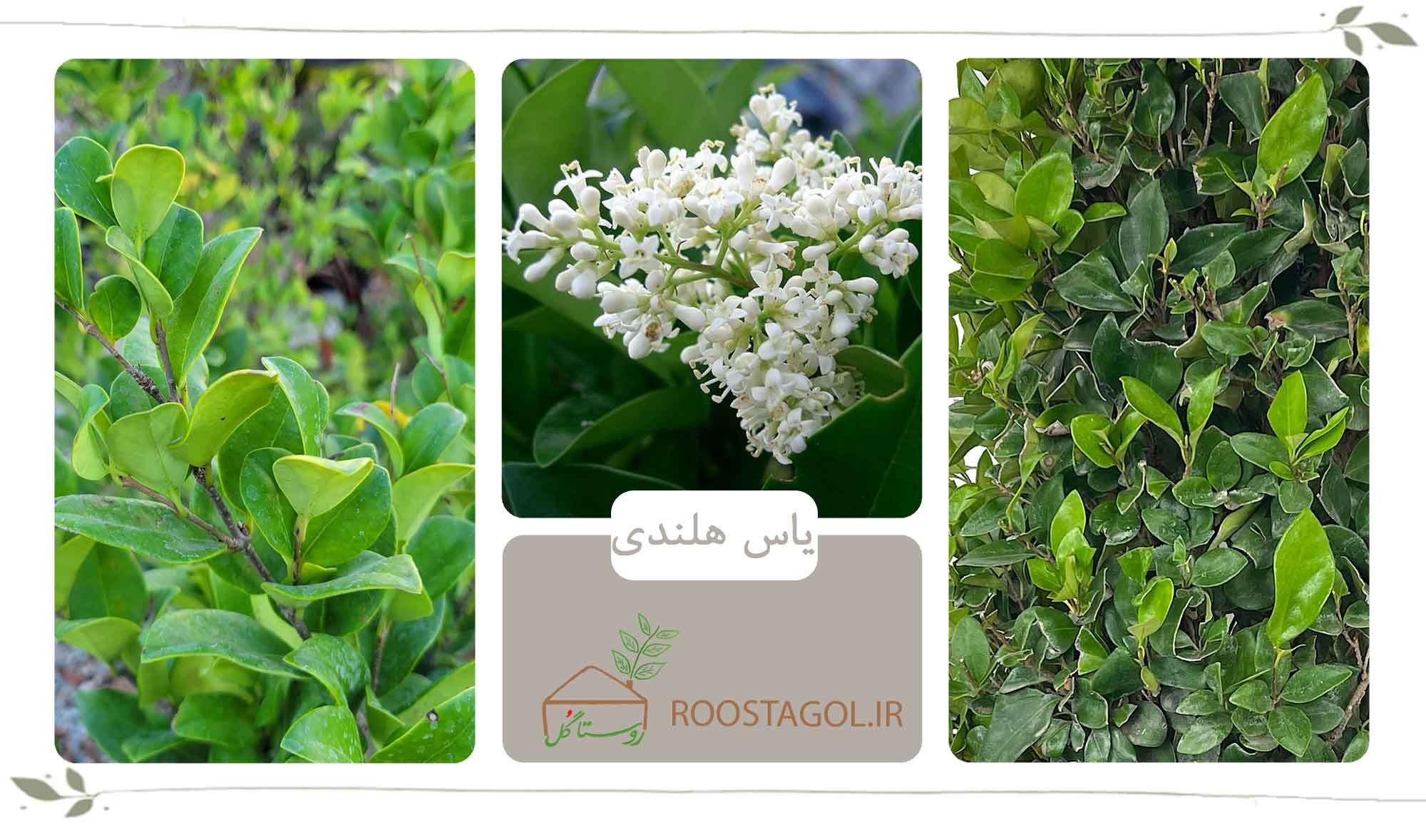 یاس هلندی