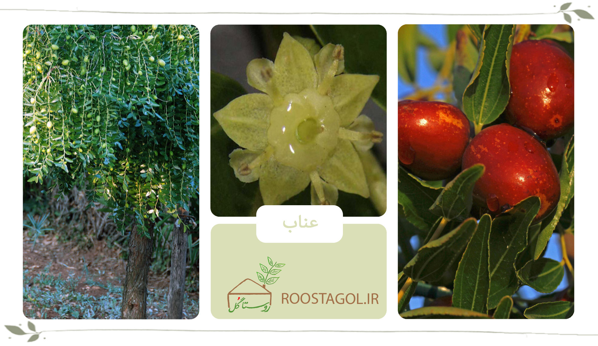 درخت عناب