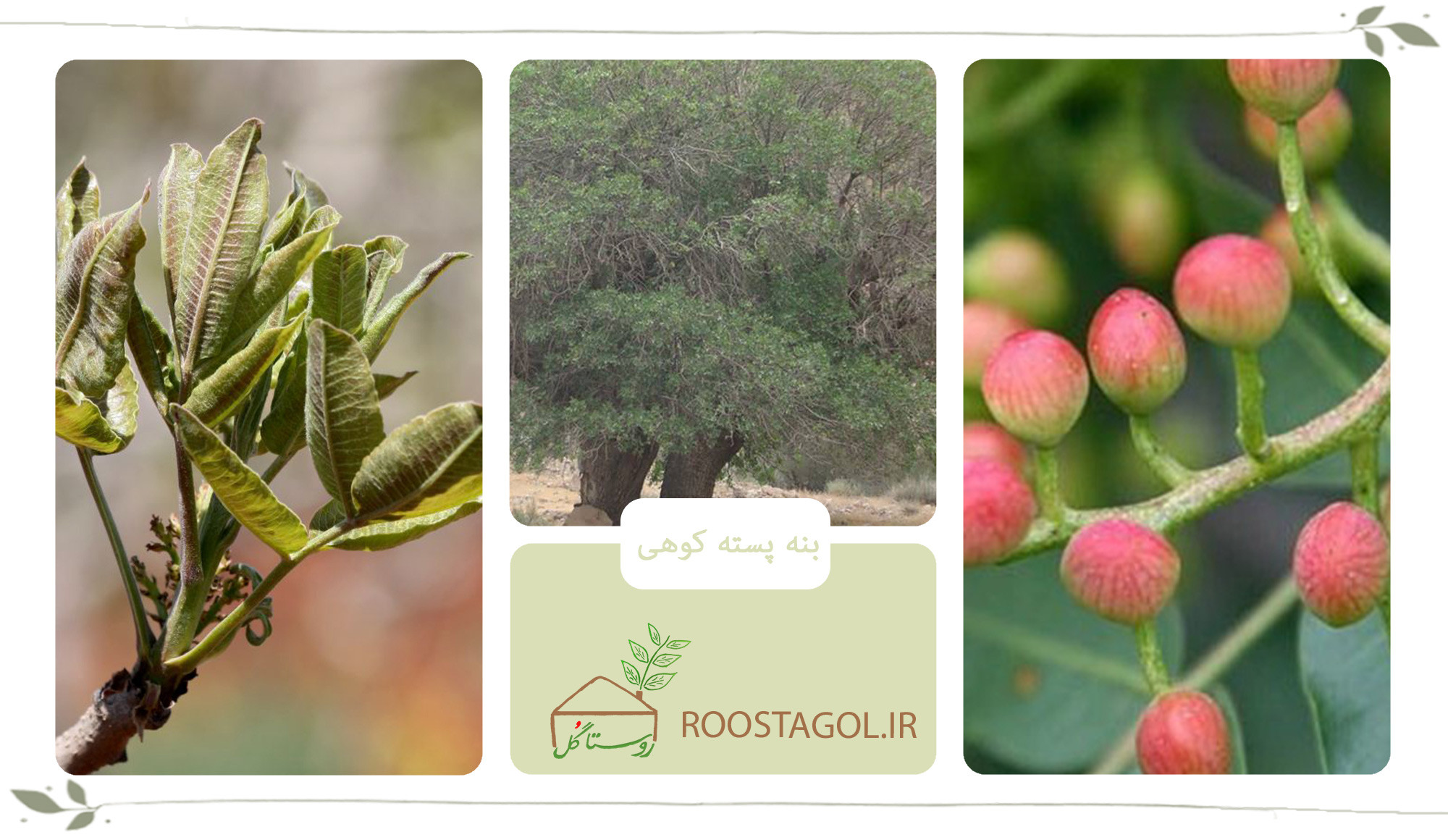 درخت بنه پسته کوهی