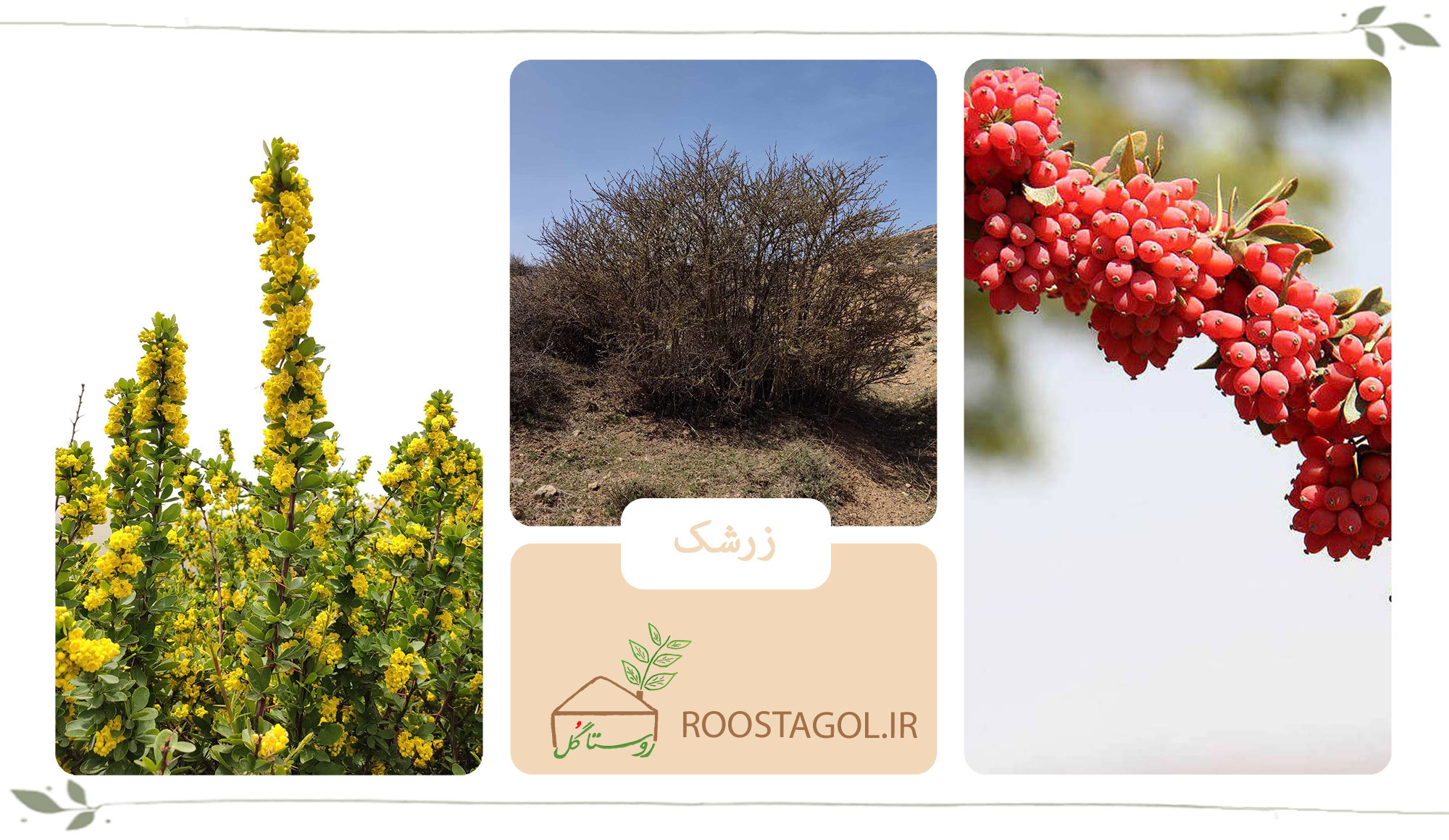 درخت زرشک