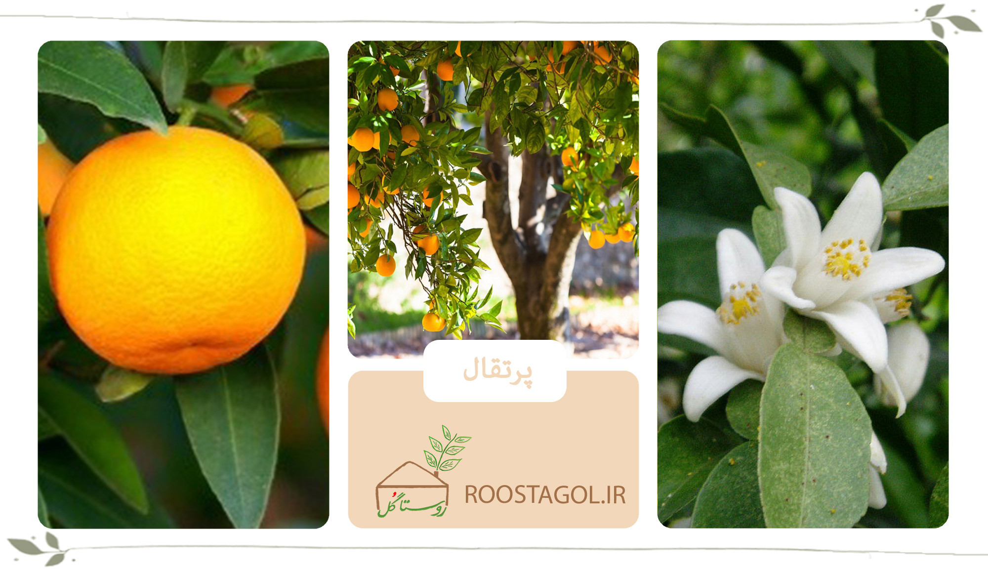 درخت پرتقال