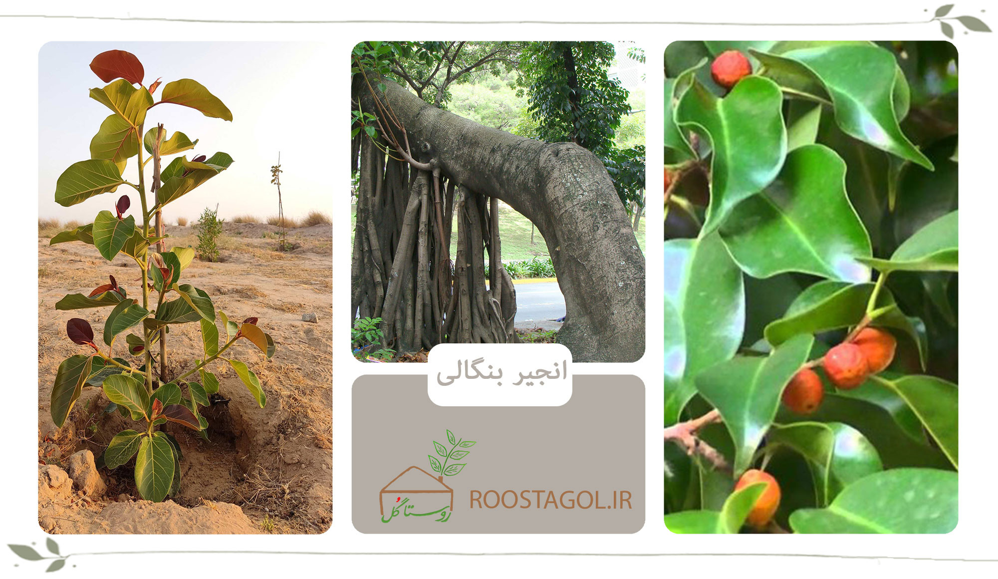 درخت انجیر بنگالی