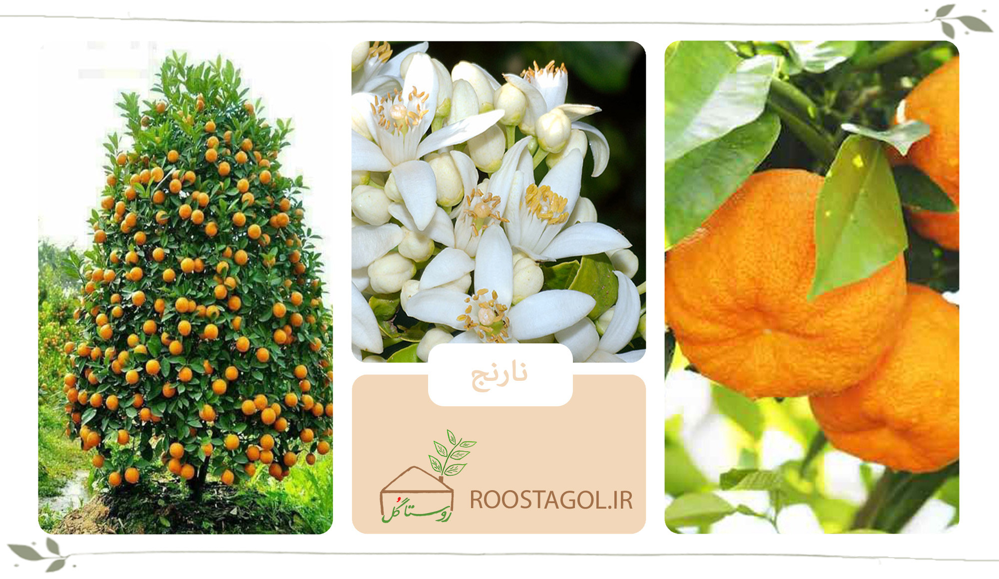 درخت نارنج