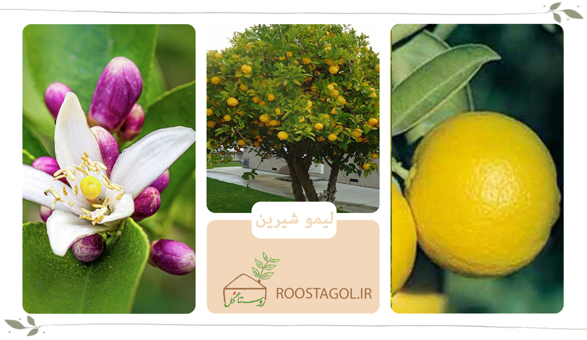 درخت لیمو شیرین