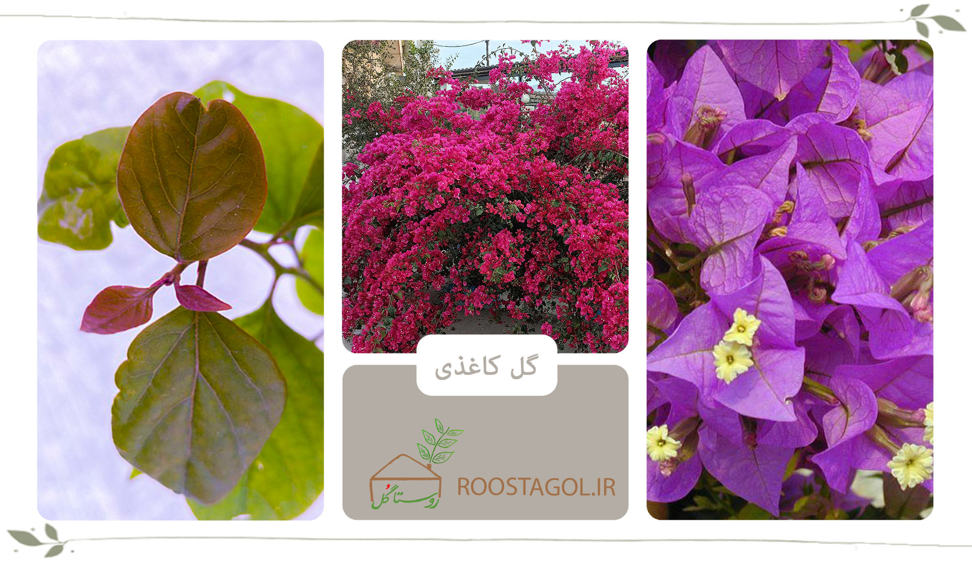 گل کاغذی