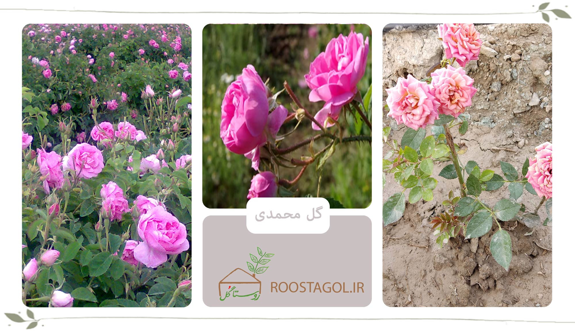 گل محمدی