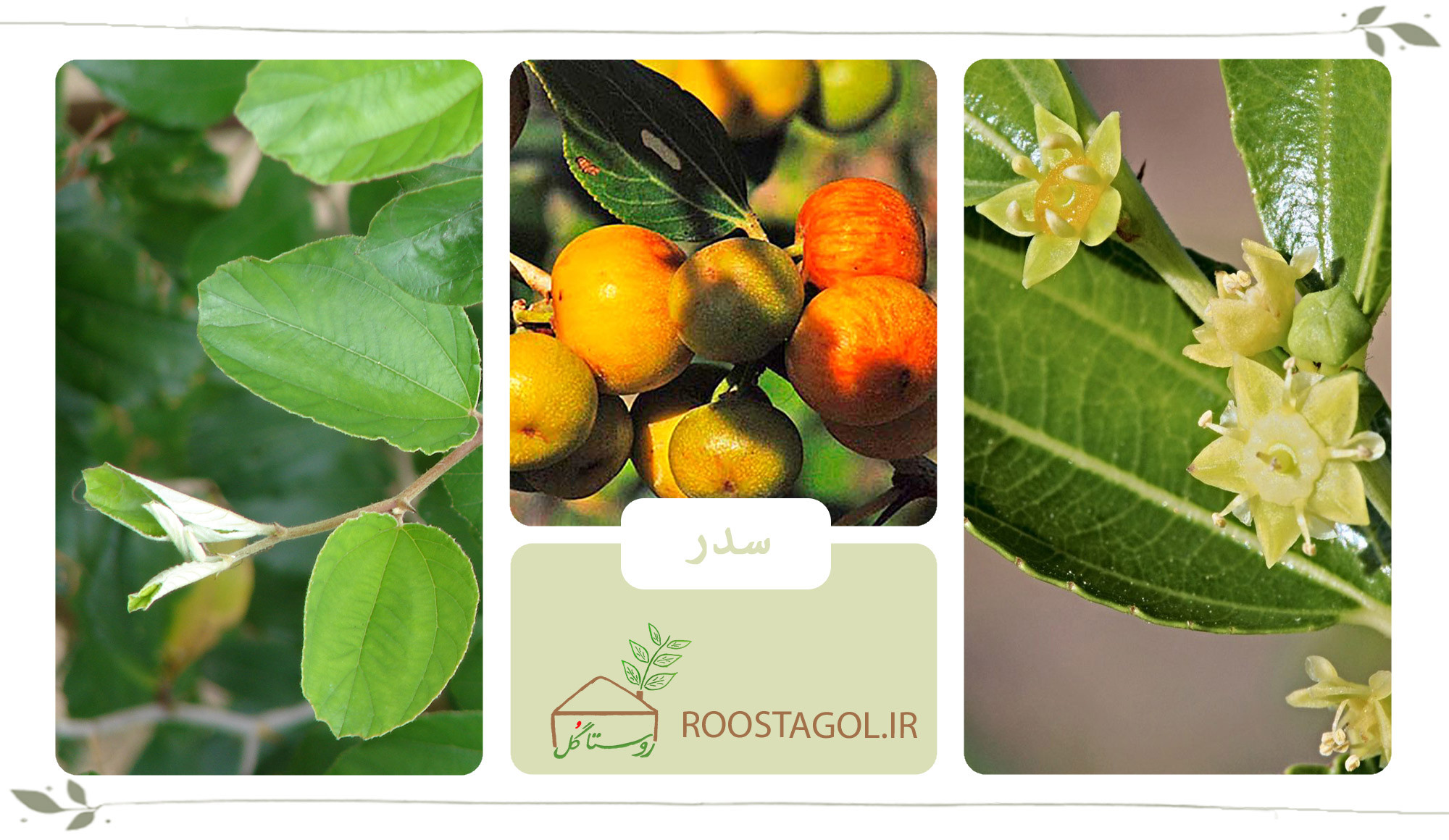 درخت سدر