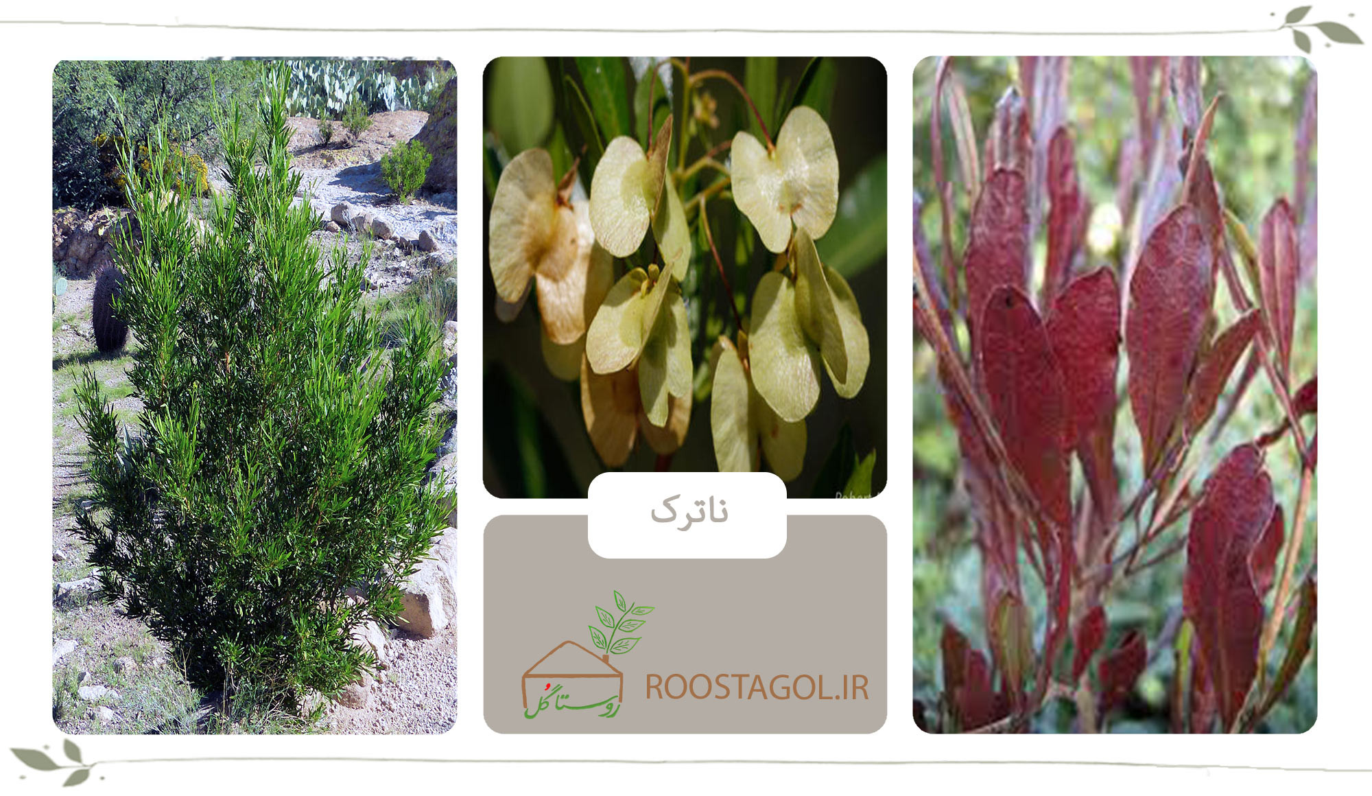 درخت ناترک