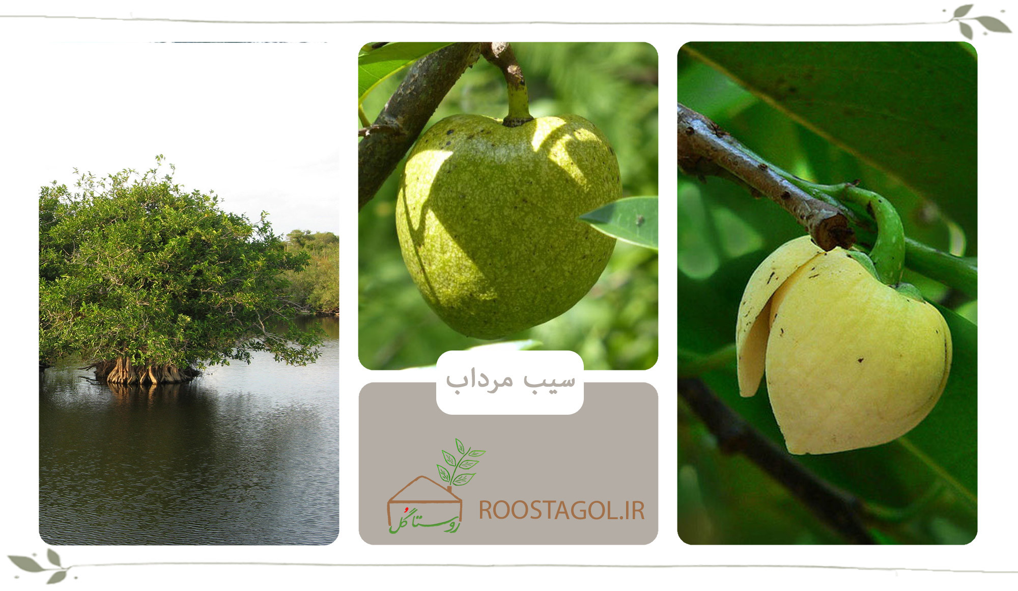 درخت سیب مرداب