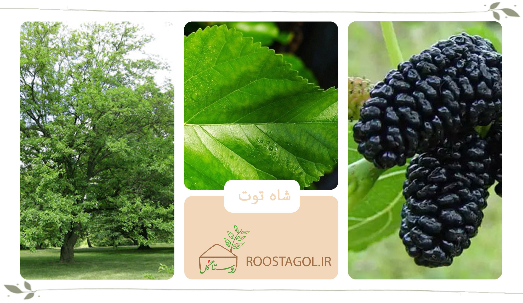 درخت شاه توت