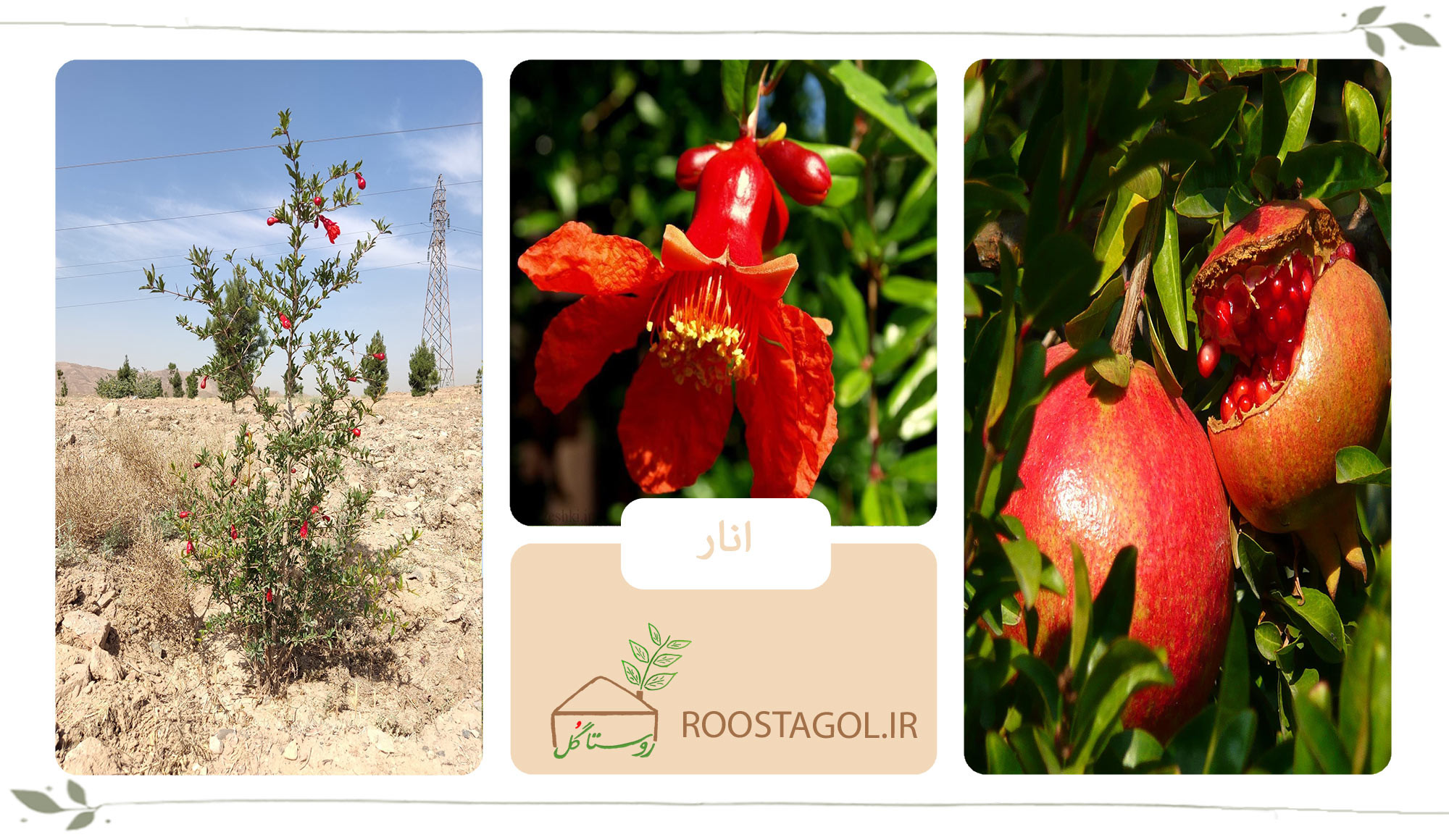 درخت انار