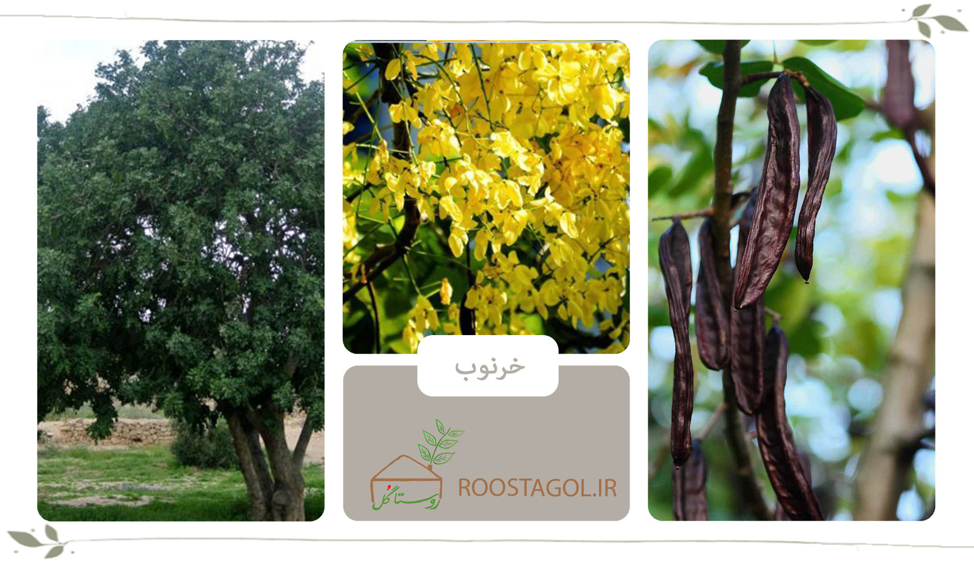 درخت خرنوب