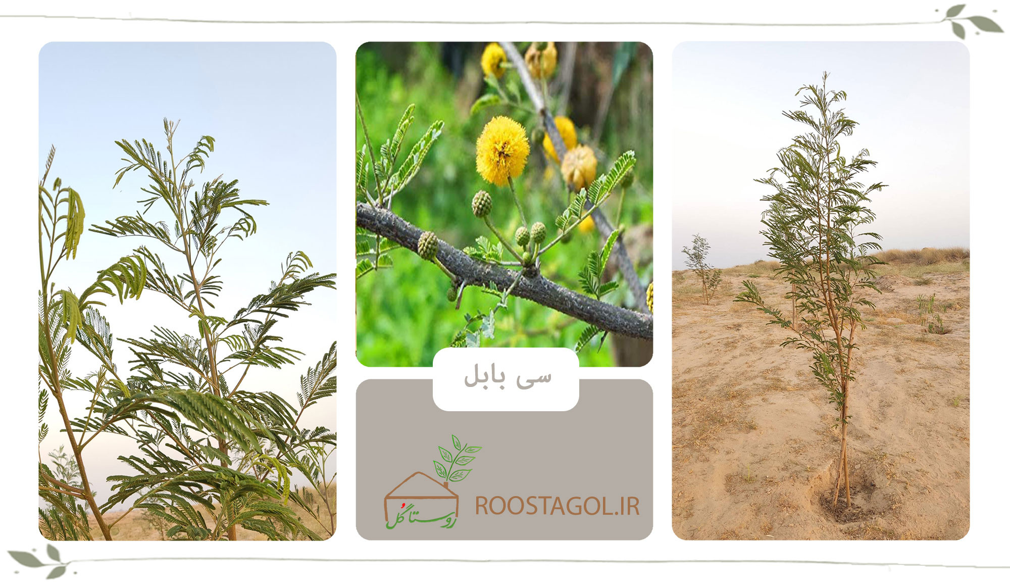 درخت سی بابل