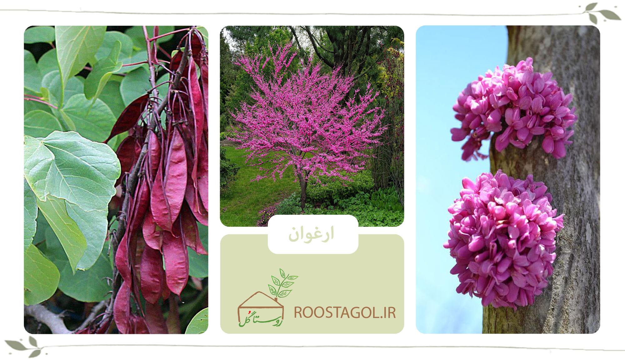درخت ارغوان