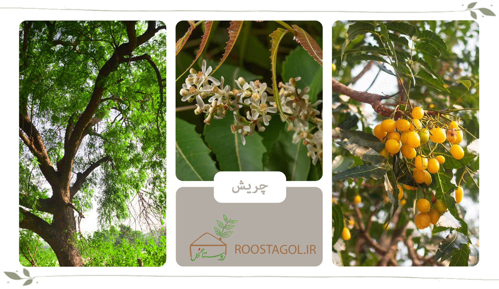 درخت چریش