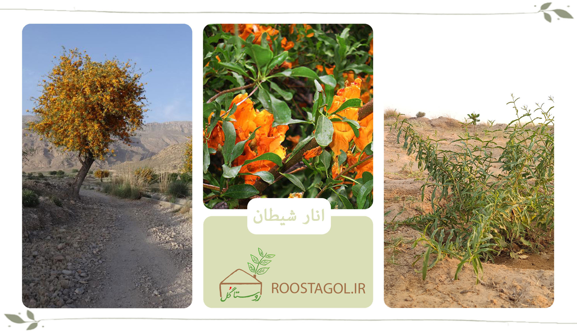 درخت سمنگ انار شیطان