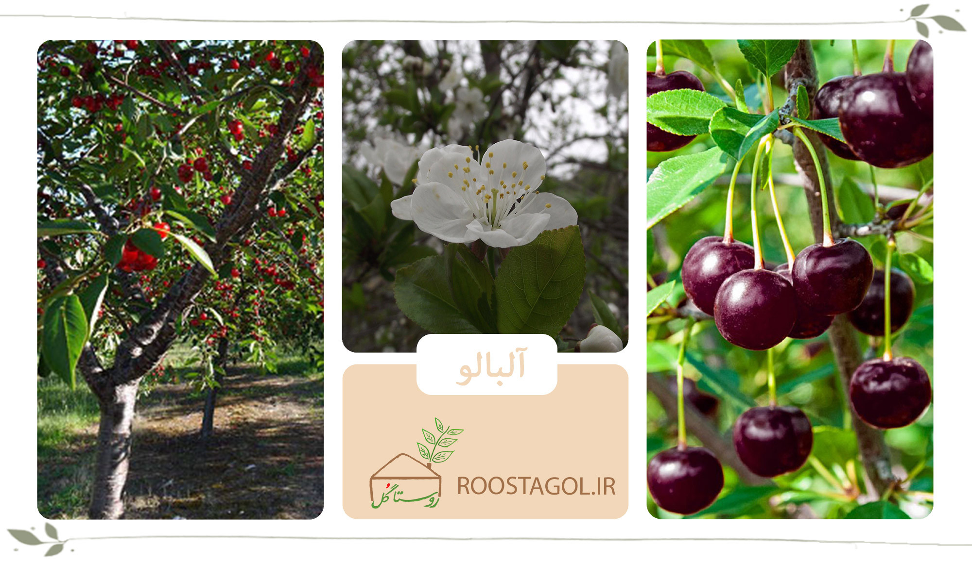 درخت آلبالو