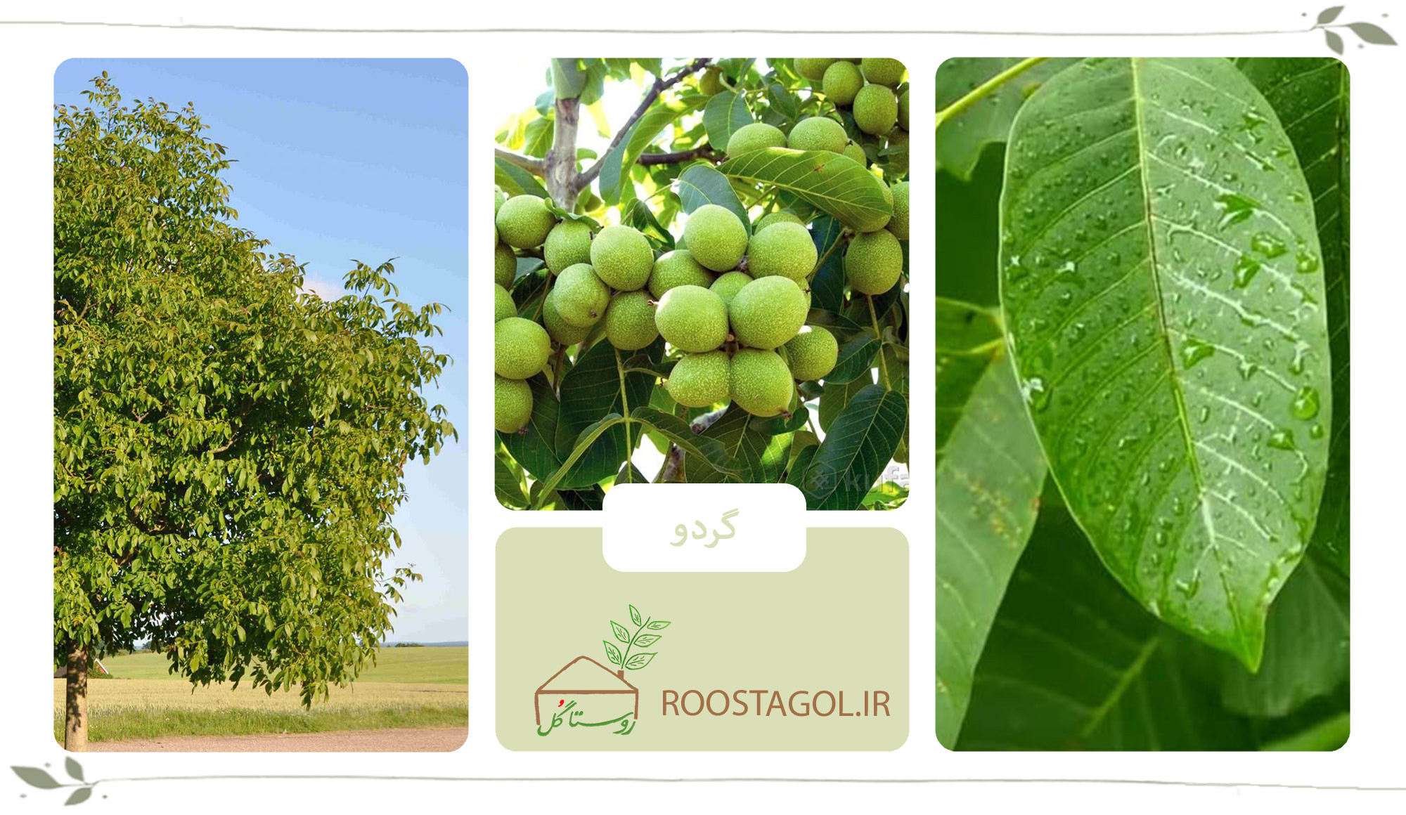 درخت گردو