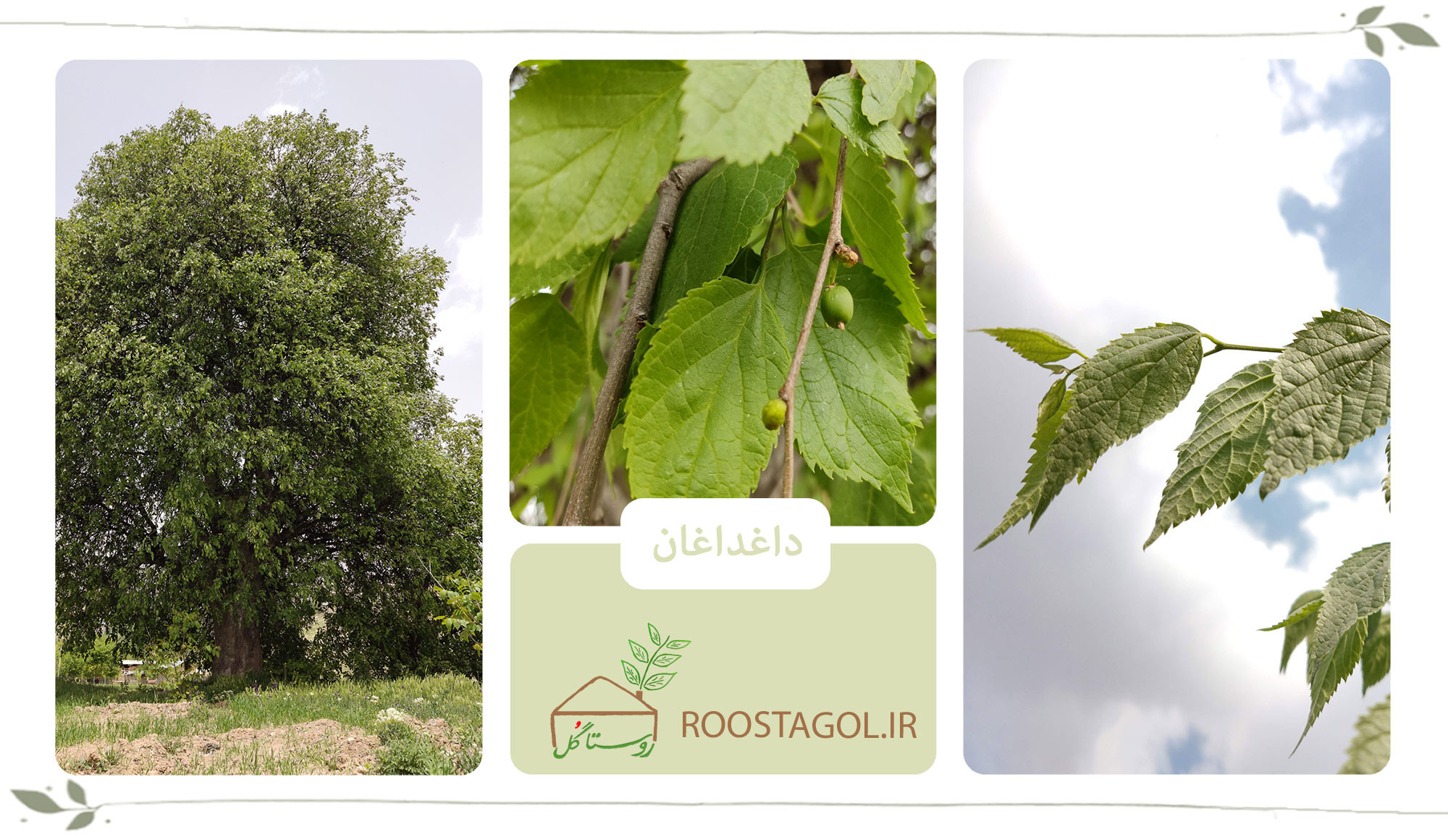 درخت داغداغان