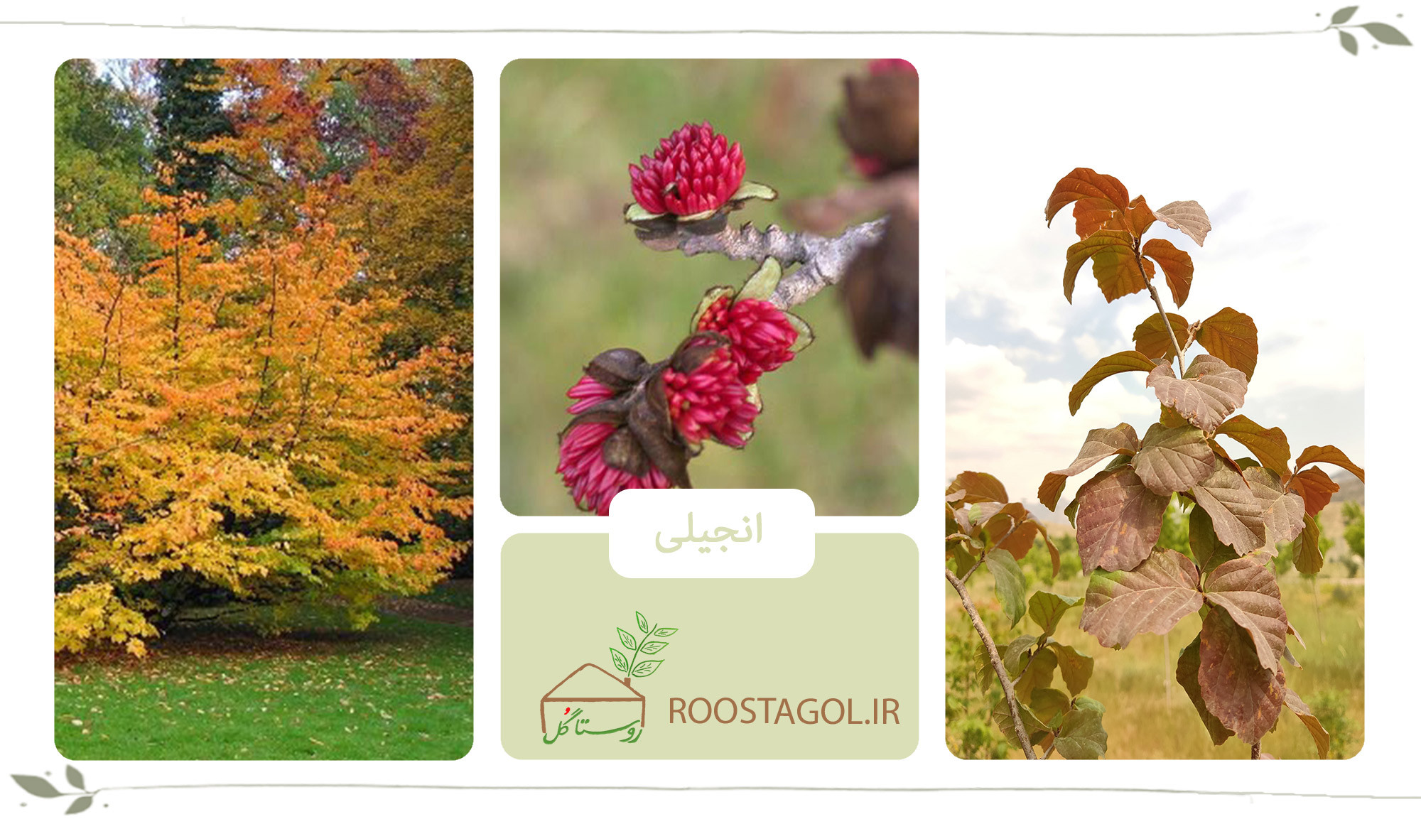 درخت انجیلی