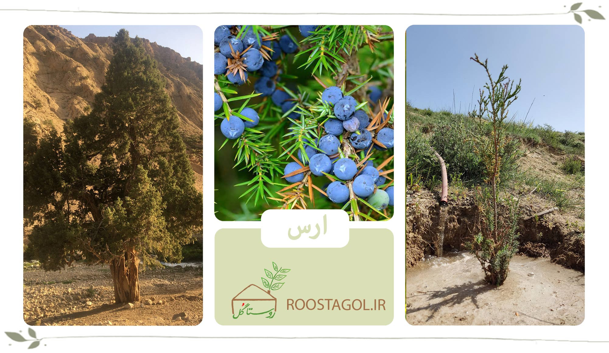 درخت ارس، سرو کوهی