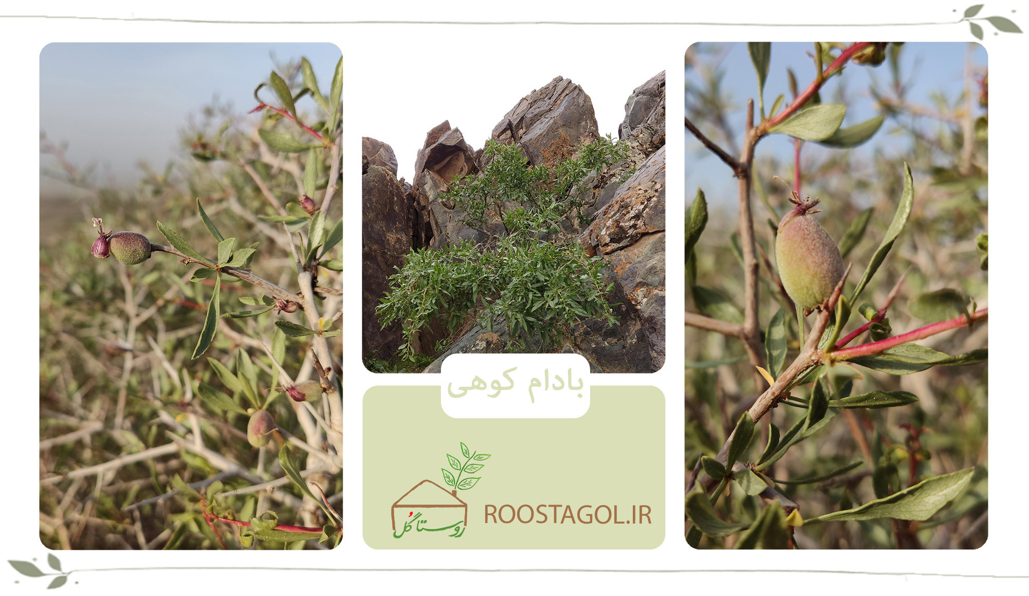 درخت بادام کوهی