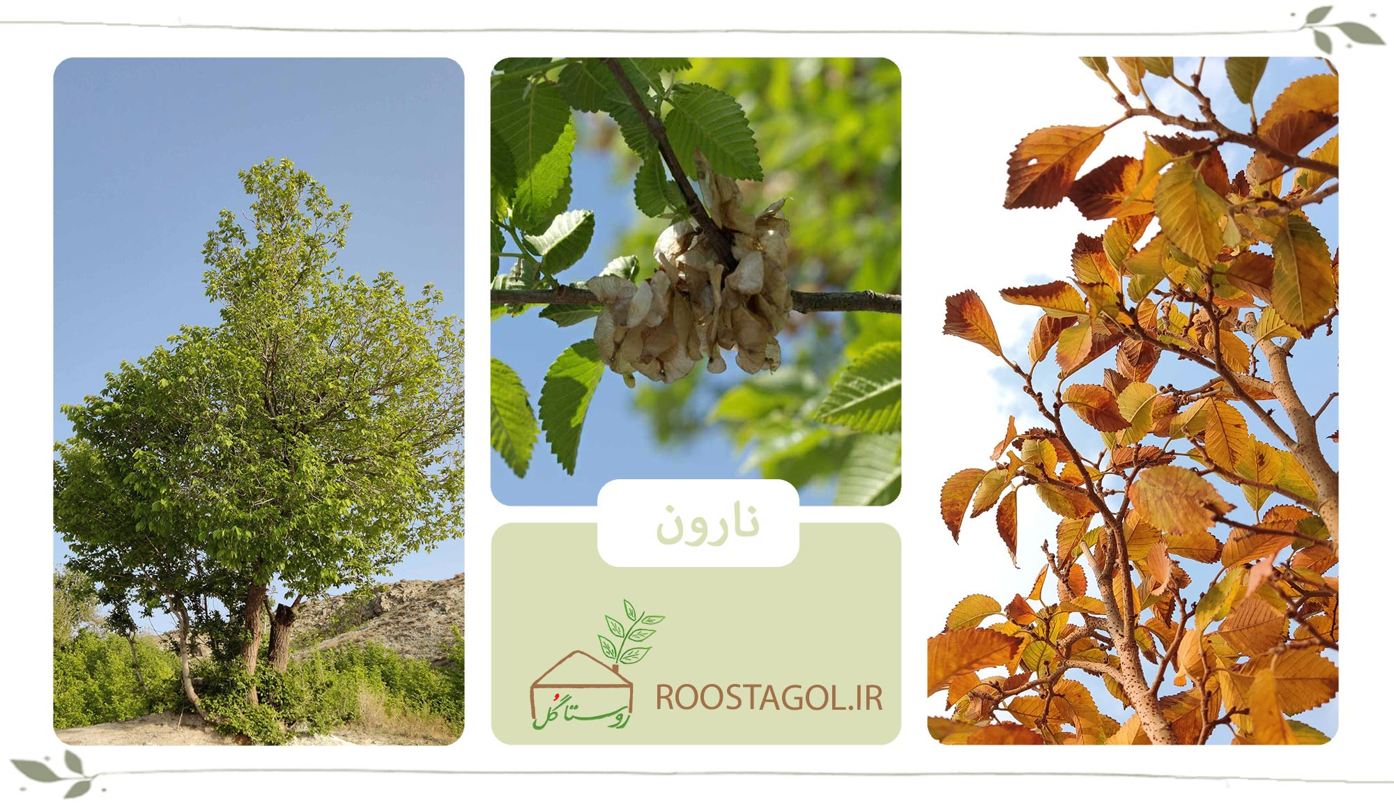 درخت نارون