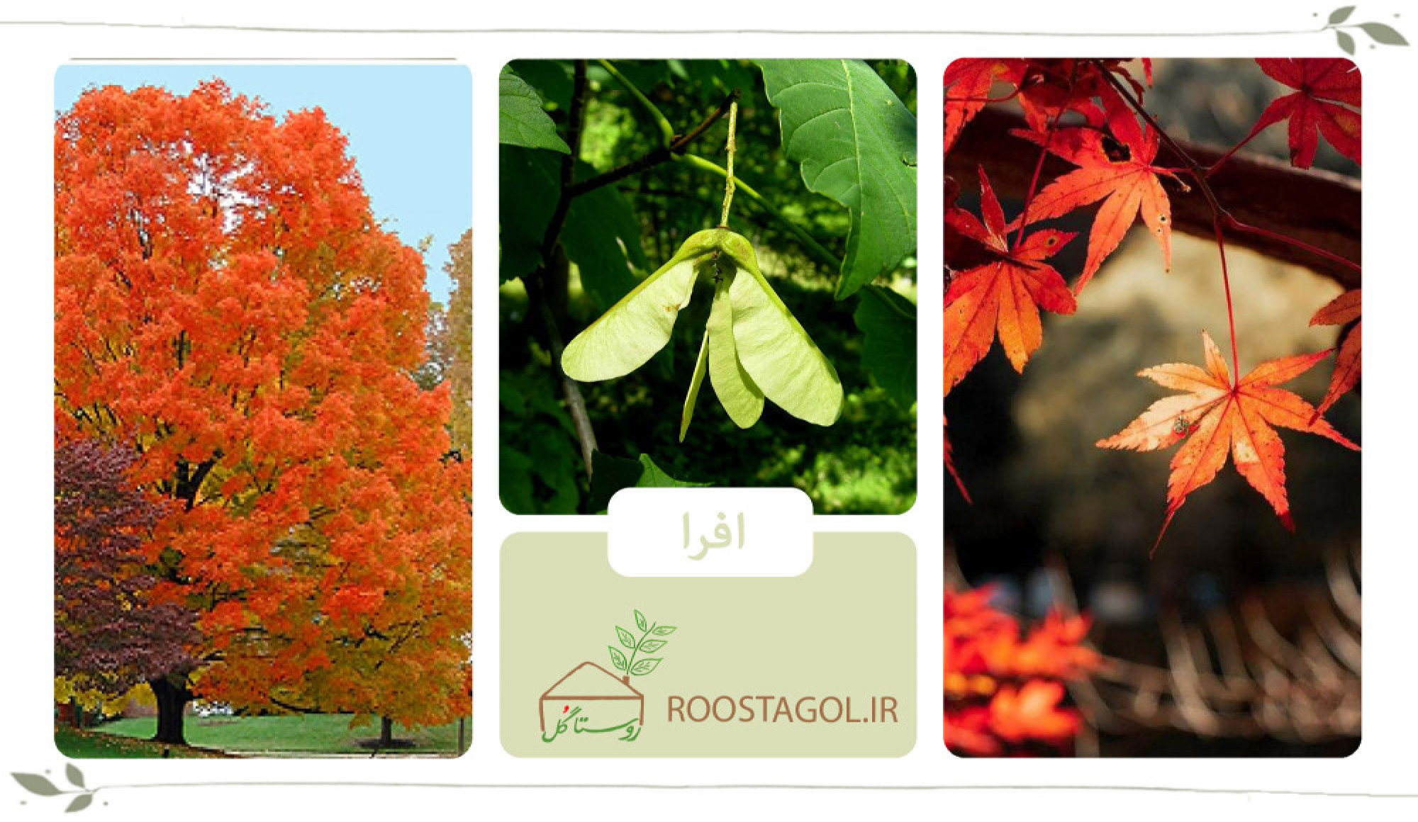 درخت افرا