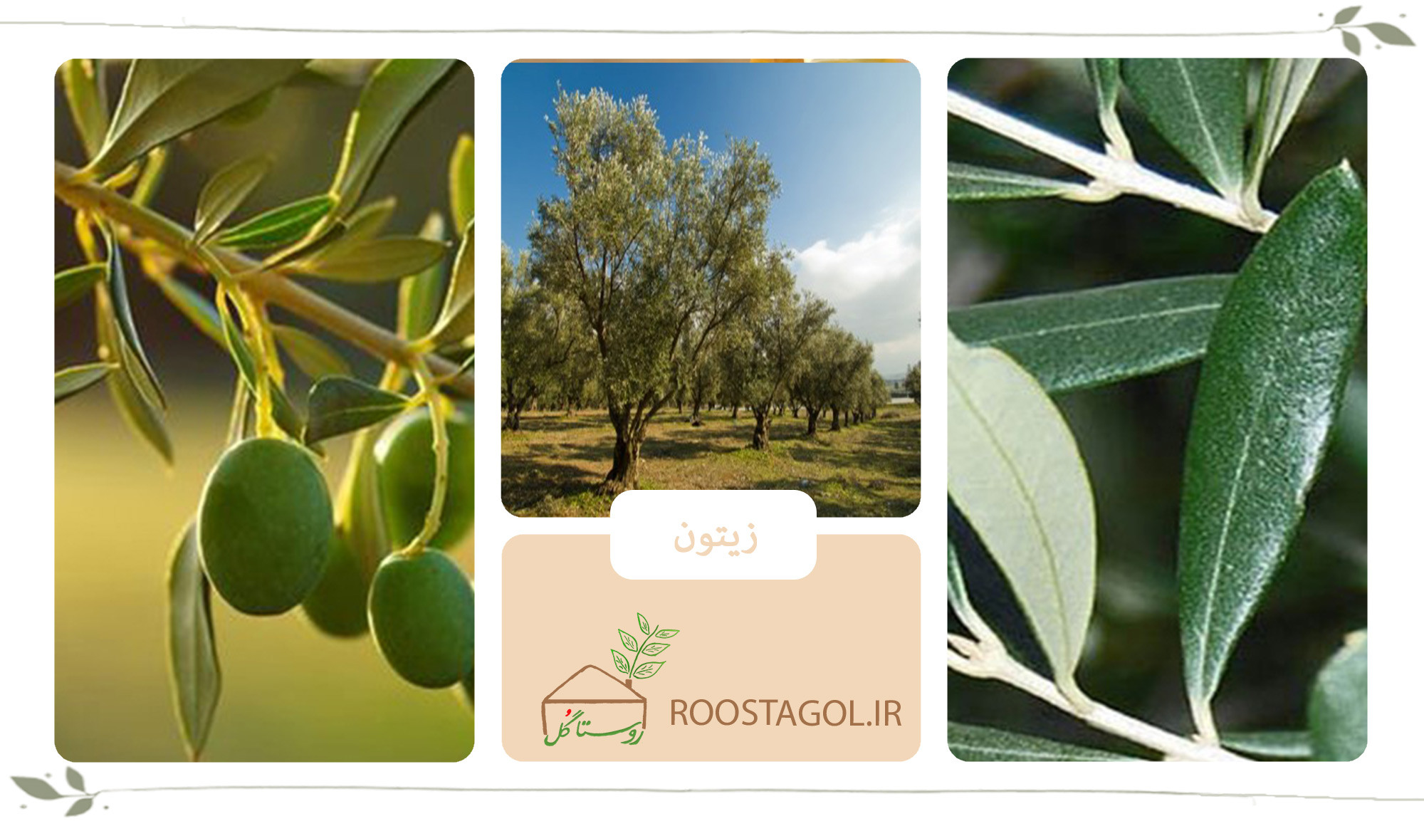 درخت زیتون