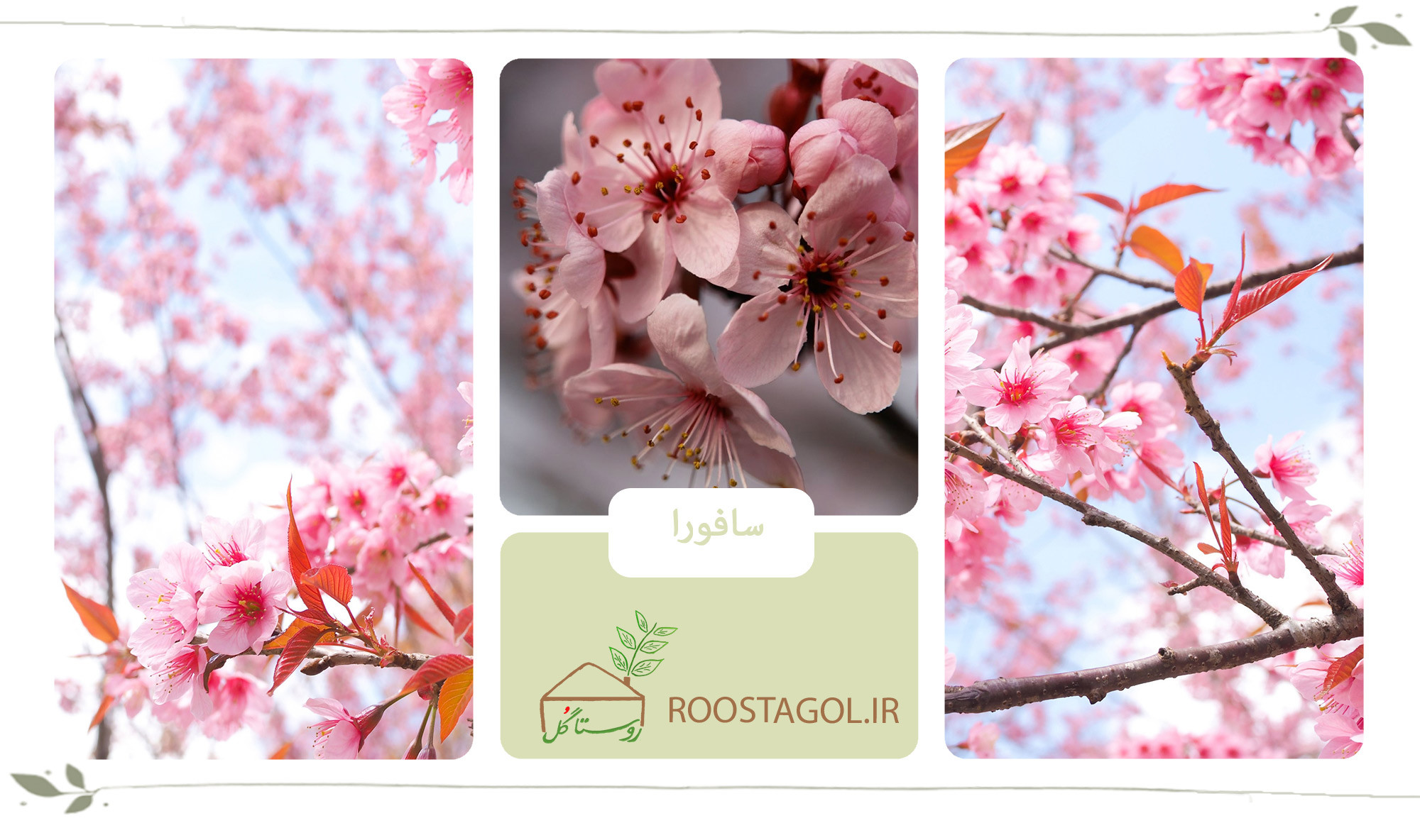 درخت سافورا