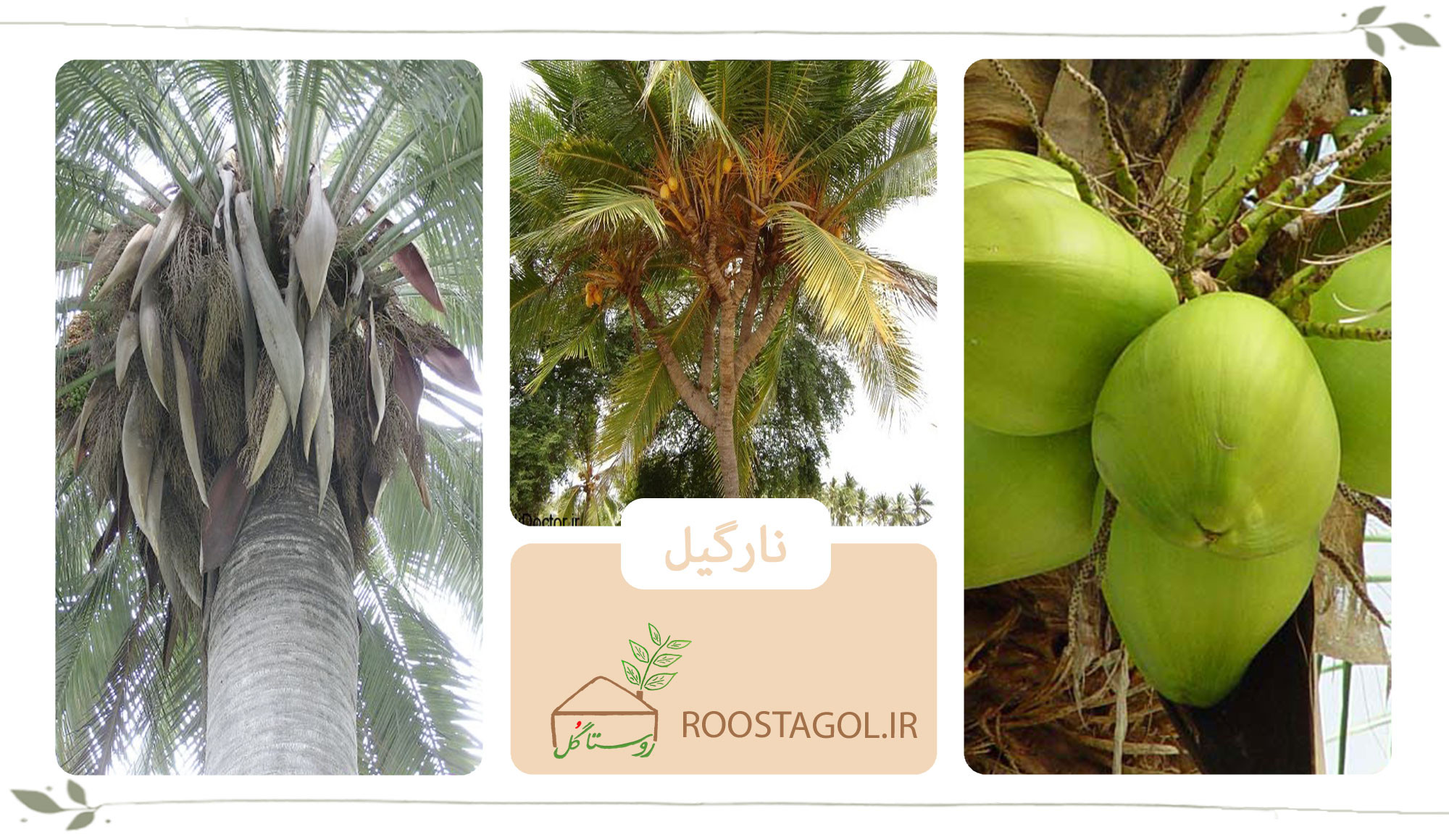 درخت نارگیل