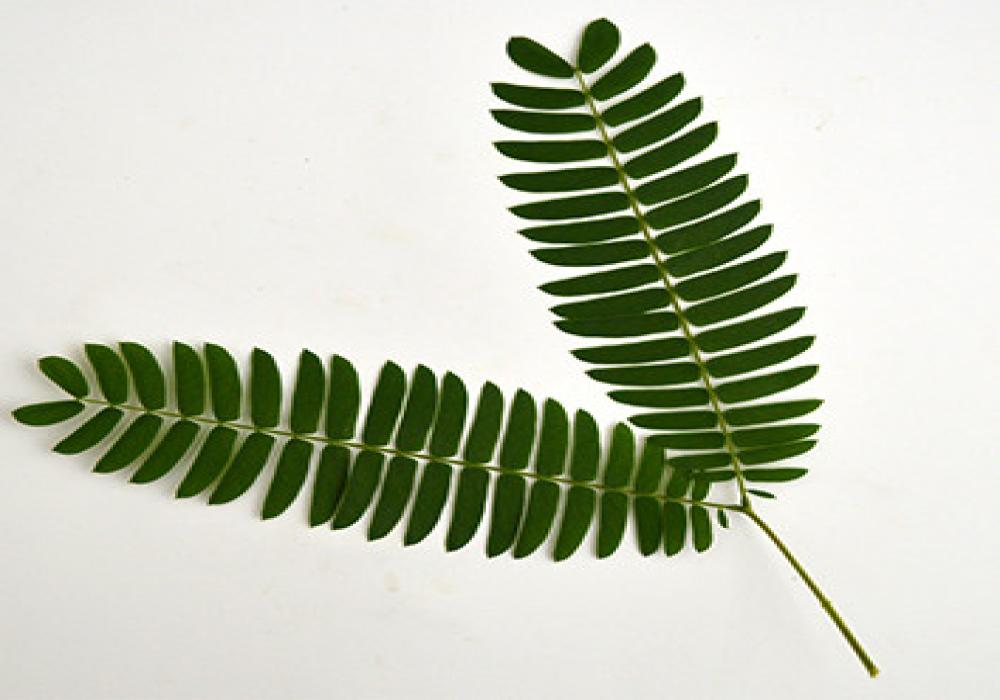 یک رویداد برای بچه ها